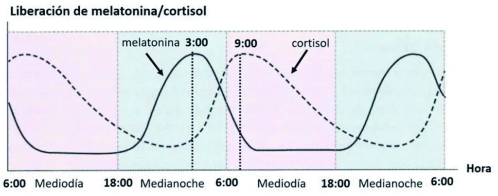 Diagrama del ritmo circadiano mostrando niveles de melatonina y cortisol durante un ciclo de 24 horas y su relación con el sueño y la vigilia.